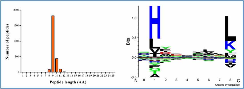 對(duì)所有帶有突變的肽段進(jìn)行標(biāo)注，并預(yù)測(cè)這些肽段是否會(huì)結(jié)合MHC I。
分析報(bào)告中的部分內(nèi)容如圖所示：
左圖為與MHC I結(jié)合的肽段的長度分布圖，右圖為這些肽段所擁有的序列特征（motif），這些結(jié)果與文獻(xiàn)中發(fā)表的結(jié)論一致。上述結(jié)果均來自于我們公司獨(dú)立產(chǎn)生的數(shù)據(jù)。